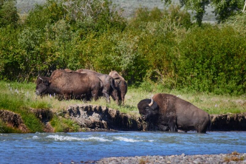 From Jackson: Half-Day Grand Teton National Park Tour - Experience Highlights