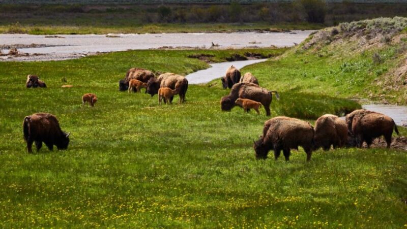 From Jackson: Half-Day Grand Teton National Park Tour - Booking Information