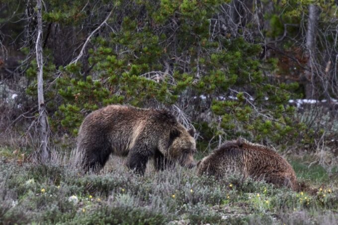 From Jackson: Half-Day Grand Teton National Park Tour - Wildlife Viewing