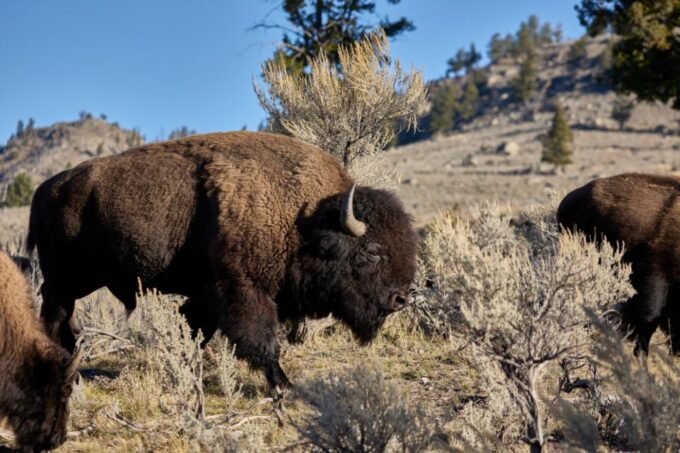 From Jackson: Half-Day Grand Teton National Park Tour - Frequently Asked Questions