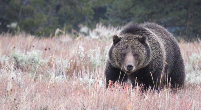 From Jackson Hole: Grand Teton National Park Sunrise Tour - Inclusions and Amenities