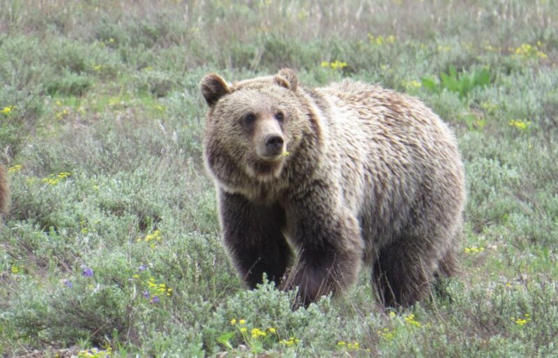 From Jackson Hole: Grand Teton National Park Sunrise Tour - Booking and Cancellation