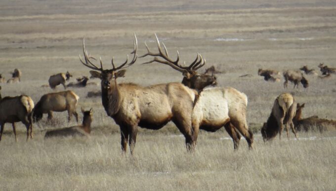 From Jackson Hole: Grand Teton National Park Sunrise Tour - Educational Component