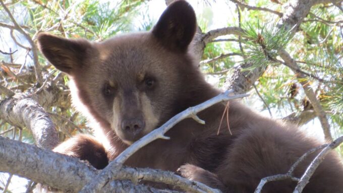 From Jackson Hole: Grand Teton National Park Sunrise Tour - Customer Feedback