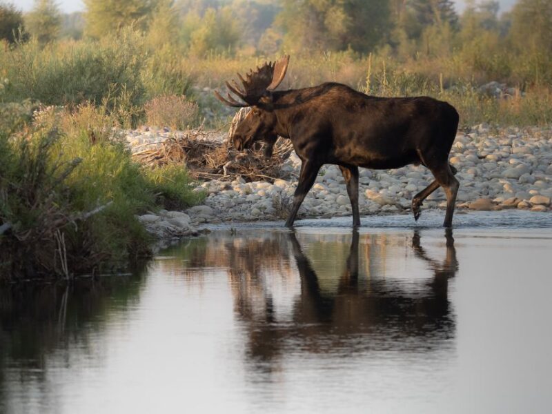 From Jackson Hole: Half-Day Grand Teton Wildlife Tour - Experience Highlights