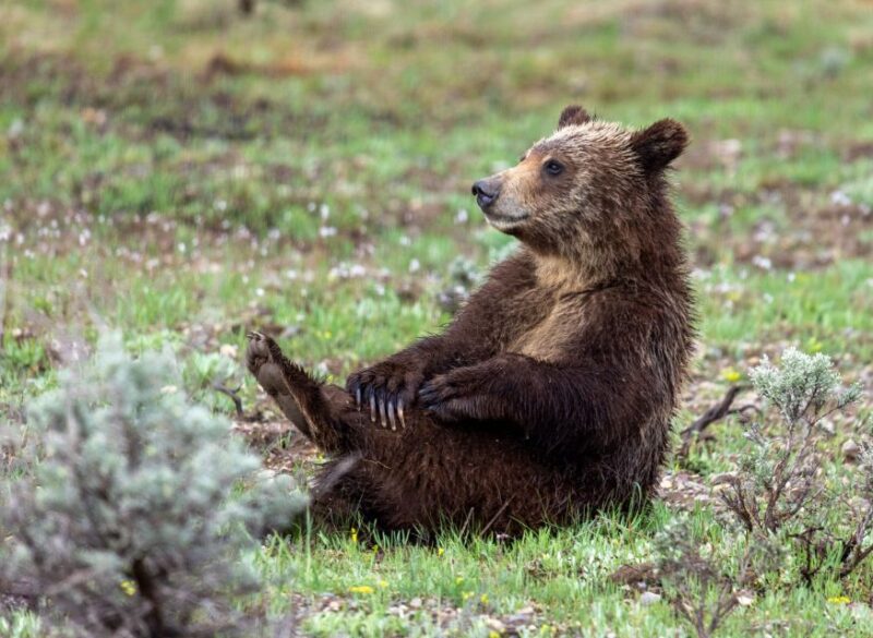 From Jackson Hole: Half-Day Grand Teton Wildlife Tour - Inclusions
