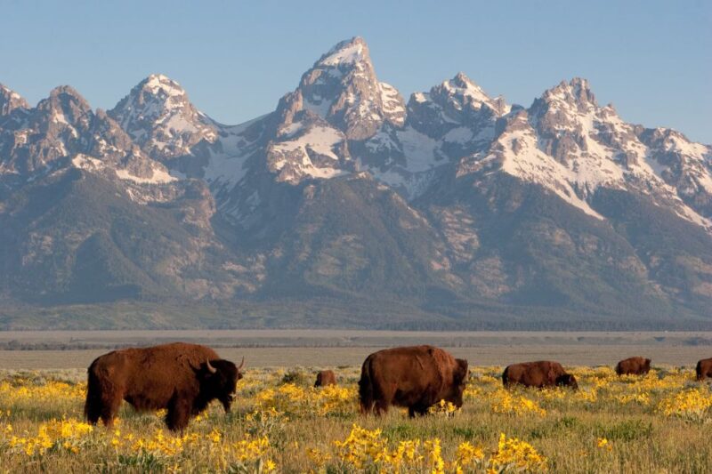 From Jackson Hole: Half-Day Grand Teton Wildlife Tour - Booking Information