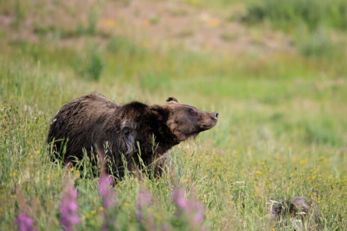 From Jackson Hole: Half-Day Grand Teton Wildlife Tour - Wildlife Spotting Opportunities