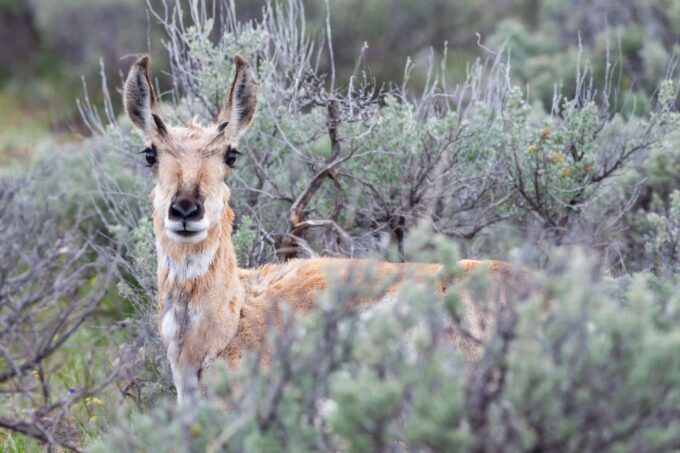 From Jackson Hole: Half-Day Grand Teton Wildlife Tour - Guided by Experienced Naturalists
