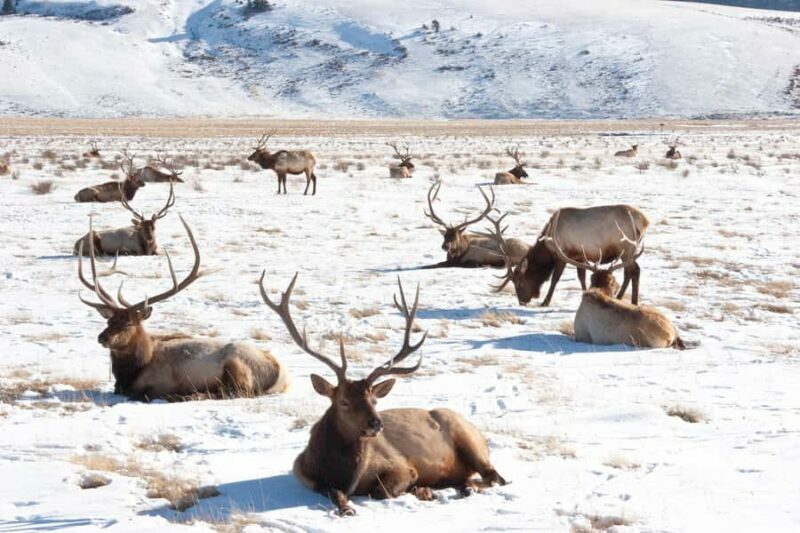 From Jackson Hole: Half-Day Grand Teton Winter Wildlife Tour - Key Points