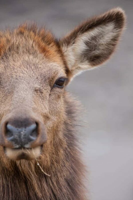 From Jackson Hole: Half-Day Grand Teton Winter Wildlife Tour - An In-Depth Look at the Half-Day Winter Wildlife Tour