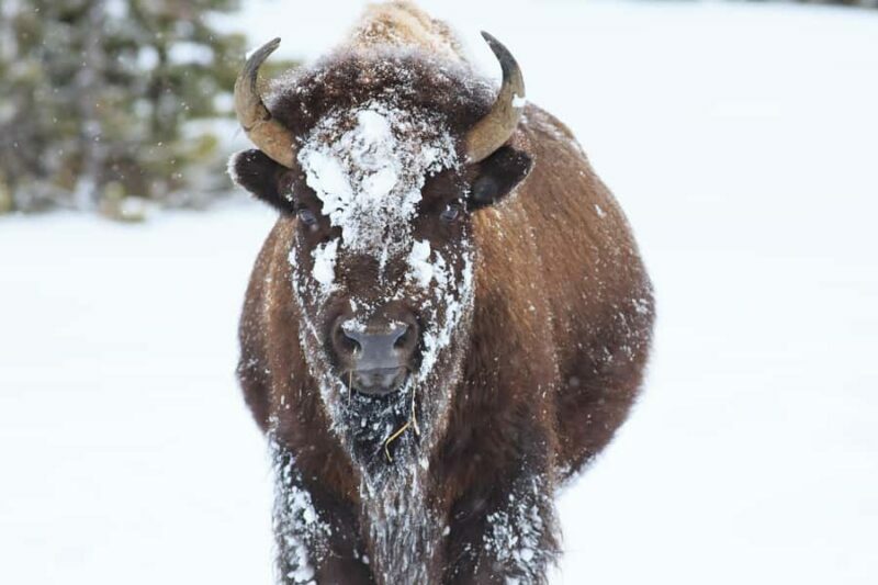From Jackson Hole: Half-Day Grand Teton Winter Wildlife Tour - FAQs