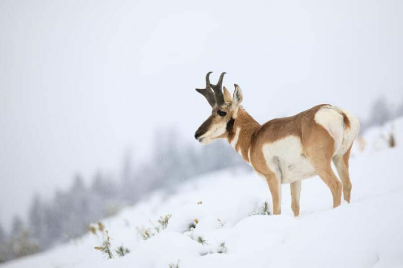 From Jackson Hole: Half-Day Grand Teton Winter Wildlife Tour - Final Thoughts