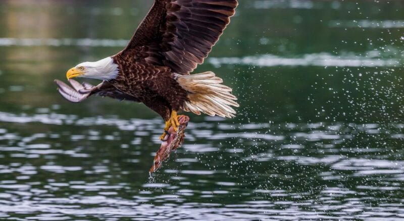 From Jackson Hole: Snake River Float With Scenic Teton Views - Frequently Asked Questions