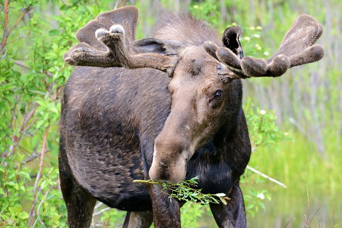 From Jackson Hole: Yellowstone Old Faithful, Waterfalls and Wildlife Day Tour - Just The Basics
