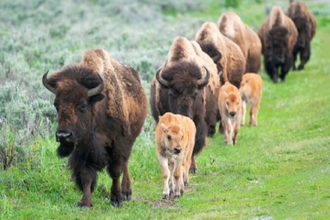 From Jackson Hole: Yellowstone Old Faithful, Waterfalls and Wildlife Day Tour - Cancellation Policy