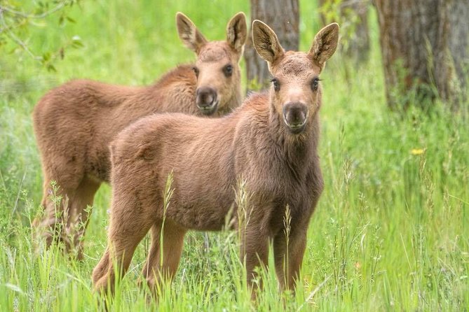 From Jackson Hole: Yellowstone Old Faithful, Waterfalls and Wildlife Day Tour - Old Faithful, Yellowstone Lake, and Hayden Valley