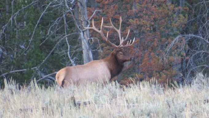 From Jackson: Yellowstone Day Tour Including Entrance Fee - Included Park Experiences