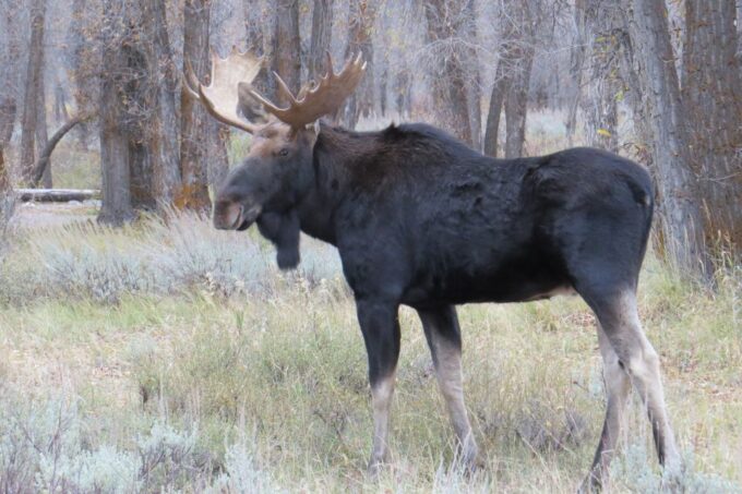 From Jackson: Yellowstone Day Tour Including Entrance Fee - Transportation and Group Size