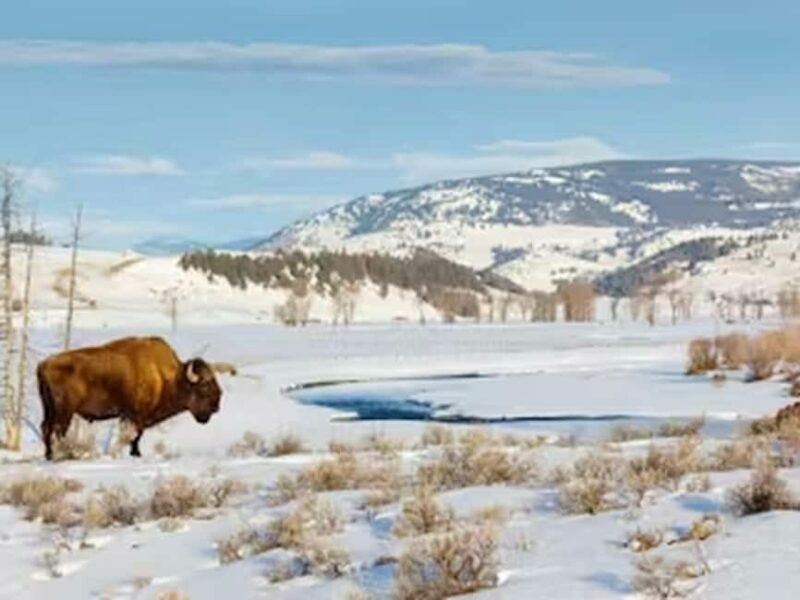 From Jackson: Yellowstone Grand Canyon Snowmobile Tour - Is This Tour Worth the Price?
