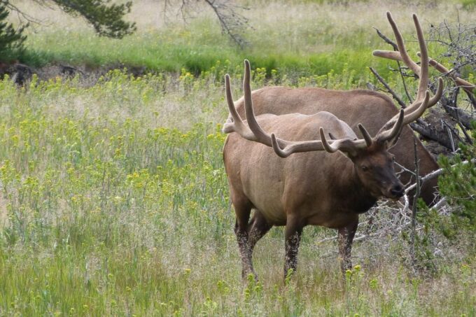 From Jackson: Yellowstone National Park Day Trip With Lunch - Scenic Journey Through Grand Teton