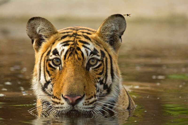 From Jaipur : 06 Days Jaipur, Pushkar, and Ranthambore Tour - Key Points