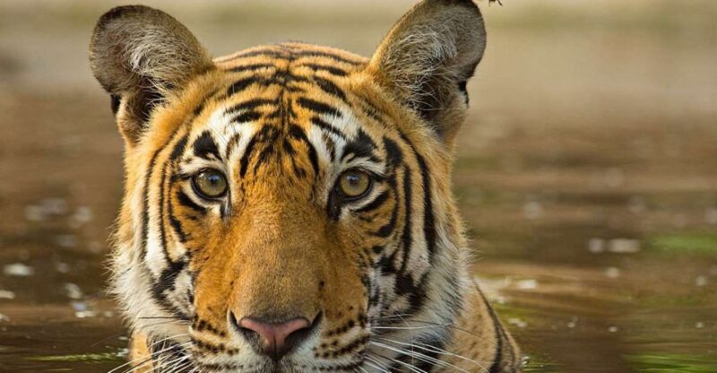 From Jaipur : 06 Days Jaipur, Pushkar, and Ranthambore Tour - Wildlife Experience