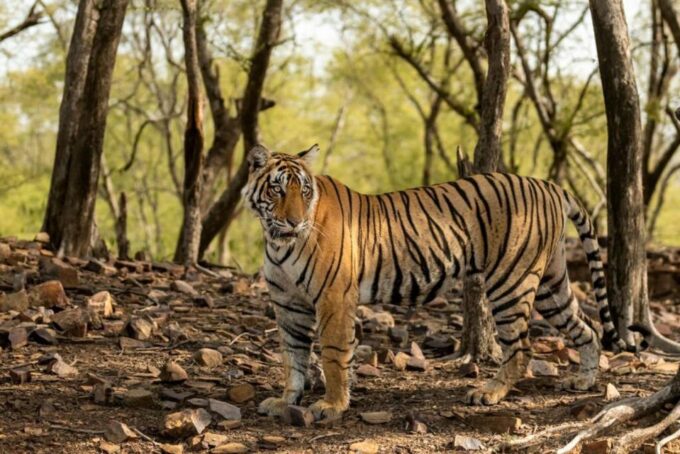 From Jaipur : 06 Days Jaipur, Pushkar, and Ranthambore Tour - Arrival in Jaipur