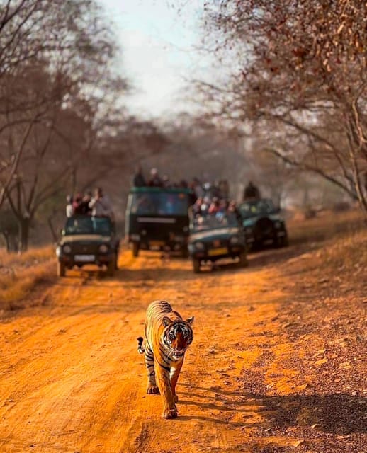 From Jaipur : 2 Days 1 Night Ranthambore Tiger Safari Tour - Key Points