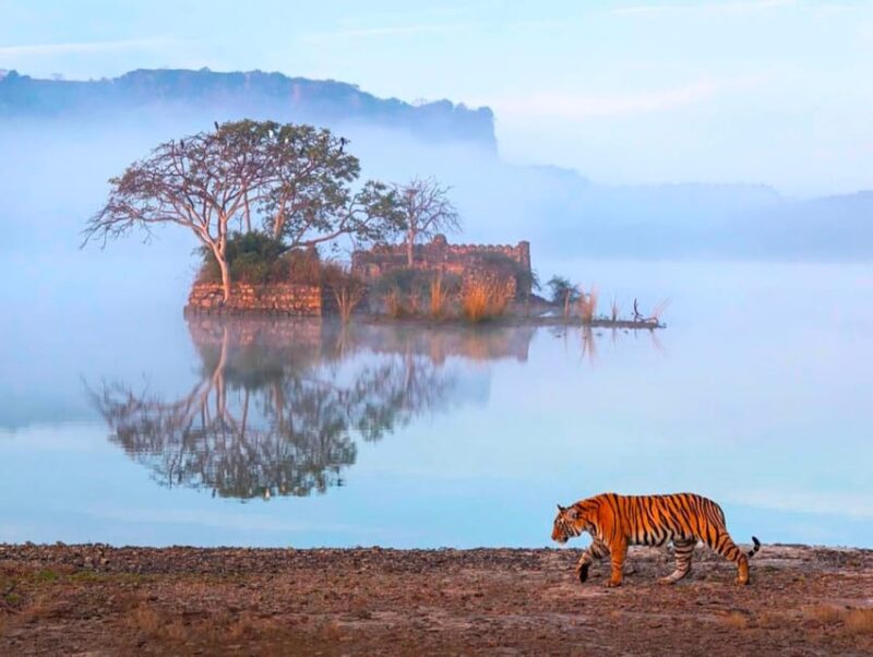From Jaipur : 2 Days 1 Night Ranthambore Tiger Safari Tour - Itinerary Highlights