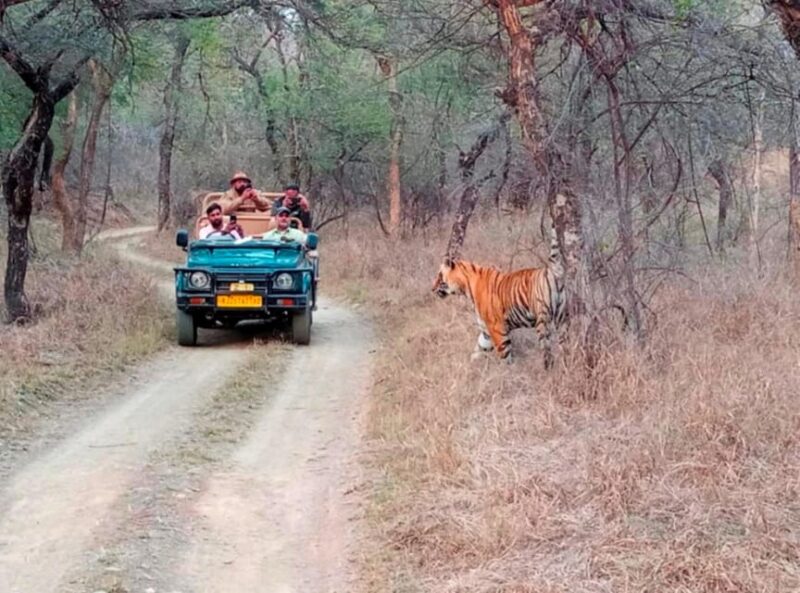 From Jaipur : 2 Days 1 Night Ranthambore Tiger Safari Tour - Inclusions and Transportation