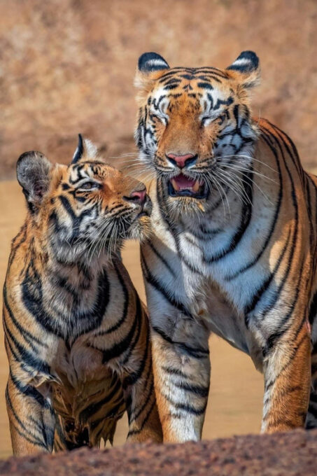 From Jaipur : 2 Days 1 Night Ranthambore Tiger Safari Tour - Restrictions and Recommendations