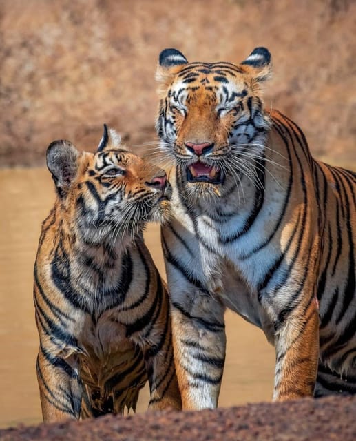 From Jaipur : 2 Days 1 Night Ranthambore Tiger Safari Tour - Booking and Availability