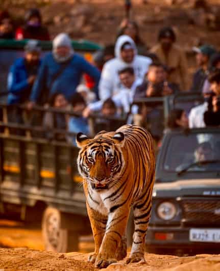 From Jaipur : 2 Days 1 Night Ranthambore Tiger Safari Tour - Private Group Experience