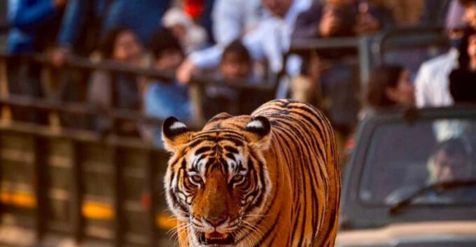 From Jaipur : 2 Days 1 Night Ranthambore Tiger Safari Tour - Frequently Asked Questions