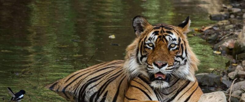 From Jaipur : 2 Days 1 Night Ranthambore Tiger Safari Tour - Scenic Drive to Ranthambore