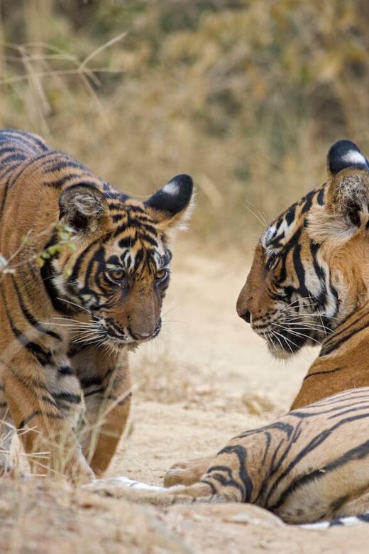 From Jaipur : 2 Days 1 Night Ranthambore Tiger Safari Tour - Afternoon Drive to Jaipur