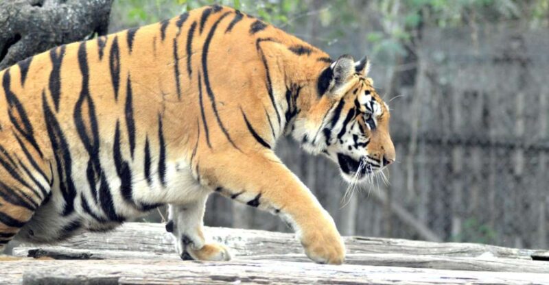 From Jaipur : 2 Days 1 Night Ranthambore Tiger Safari Tour - Transportation and Accommodation