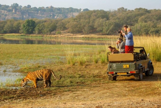 From Jaipur : 2 Days 1 Night Ranthambore Tiger Safari Tour - Customer Reviews