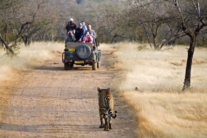 From Jaipur : 2 Days 1 Night Ranthambore Tiger Safari Tour - Booking and Cancellation