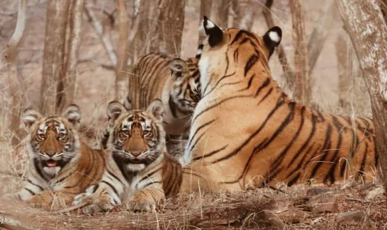 From Jaipur: 7 Days Luxury Rajasthan Tour With Tiger Safari - Day 2: Jaipur Sightseeing