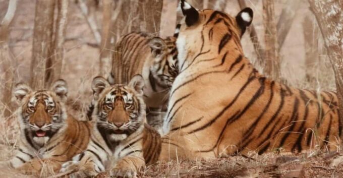 From Jaipur: 7 Days Luxury Rajasthan Tour With Tiger Safari - Day 5: Travel to Udaipur