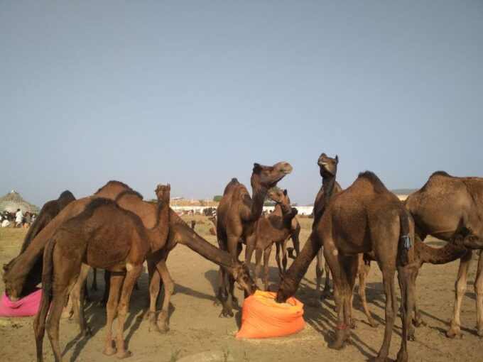 From Jaipur: Ajmer and Pushkar Private Tour By Ac Car - Brahma Temple in Pushkar