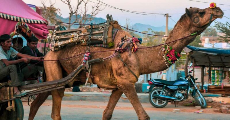 From Jaipur : Ajmer Pushkar Private Tour by Cab With Guide - Itinerary Highlights