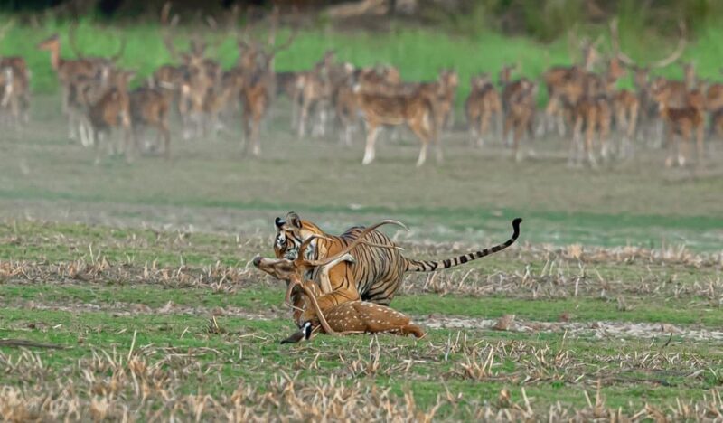 From Jaipur: Day Trip to Ranthambore With Tiger Safari - Key Points