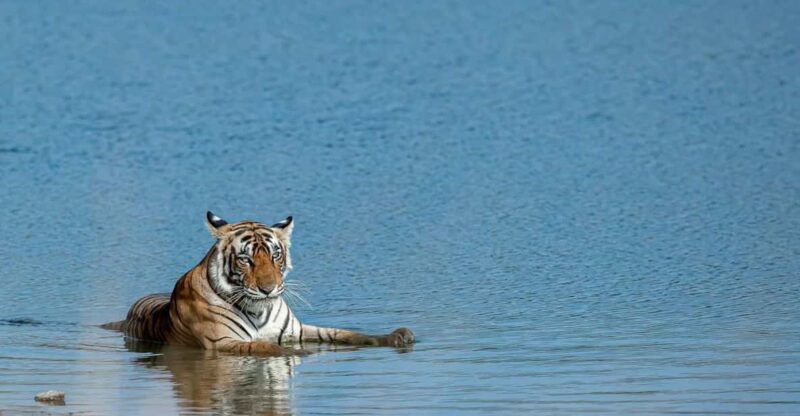 From Jaipur: Day Trip to Ranthambore With Tiger Safari - Itinerary and Transportation