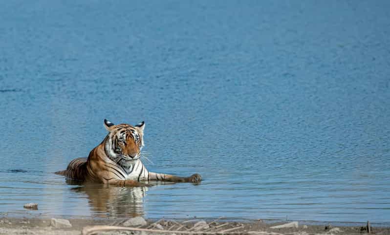 From Jaipur: Day Trip to Ranthambore With Tiger Safari - Safari Timings and Zones