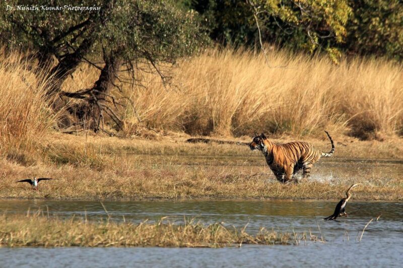 From Jaipur: Day Trip to Ranthambore With Tiger Safari - Safari Vehicle Options