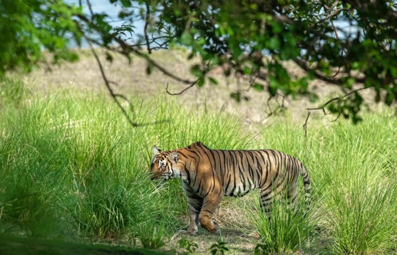 From Jaipur: Day Trip to Ranthambore With Tiger Safari - Wildlife Viewing Opportunities