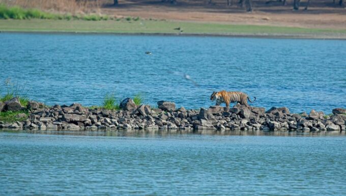 From Jaipur: Day Trip to Ranthambore With Tiger Safari - Safety and Regulations